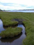Saltmarsh - photo 3