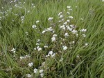 Scurvy-grass