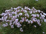 Thrift or Sea Pink - photo 2