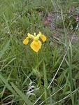 Yellow flag/Yellow iris