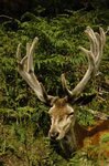 Deer - photo 01