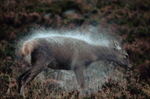 Deer - photo 02