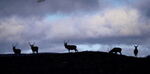 Deer - photo 07