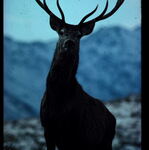 Deer - photo 08