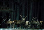 Deer - photo 04