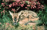 Deer - photo 03
