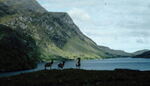 Deer - photo 09