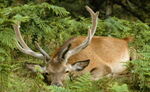 Deer - photo 05