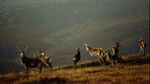 Deer - photo 10