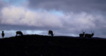 Deer - photo 11