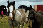 Horses
