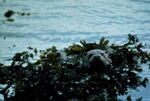 Otters - photo 1