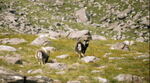 Goats - photo 2