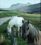 Horses - photo 2