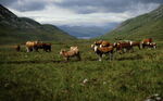 Cattle - photo 1