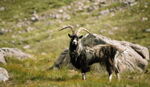 Goats - photo 3