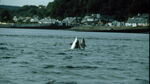 Dolphins at North Kessock