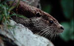 Otters - photo 1