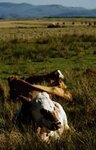 Cattle - photo 2