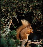 Red Squirrel