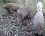 12 Wild boars living in the locked enclosure